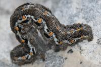 Athroolopha pennigeraria