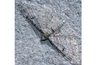 Eupithecia