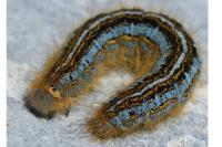 Malacosoma castrense