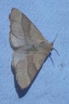 Malacosoma neustria