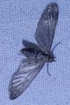 Eupithecia