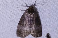 Ochropacha duplaris