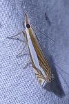 Crambus pascuella