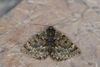 Psodos canaliculata