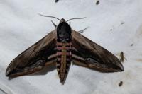 Sphinx ligustri