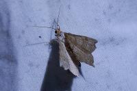 Macaria alternata