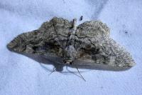 Alcis repandata