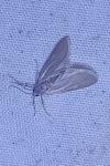 Acentria ephemerella