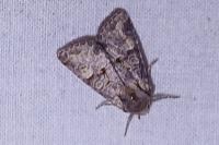 Brachylomia viminalis