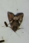 Lacanobia contigua