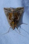 Autographa jota