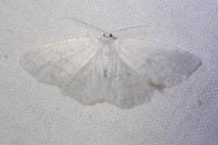 Cabera pusaria