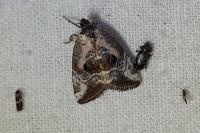 Elaphria venustula