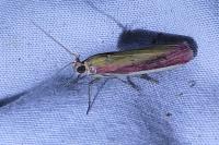 Oncocera semirubella