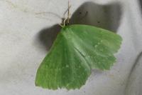 Geometra papilionaria