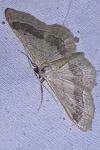 Idaea aversata