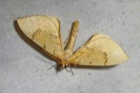 Gandaritis pyraliata