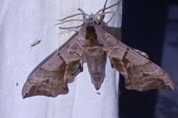 Smerinthus ocellatus ocellatus