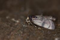 Asarta alpicolella
