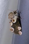 Thyatira batis
