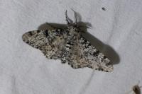 Biston betularia