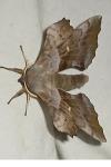 Laothoe populi