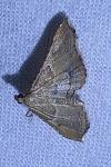 Endotricha flammealis
