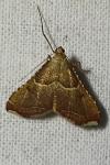 Endotricha flammealis