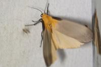Lithosia quadra