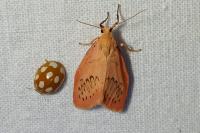 Miltochrista miniata