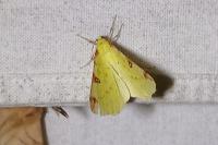 Opisthograptis luteolata