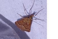 Synaphe punctalis