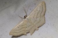 Scopula nigropunctata
