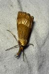 Chrysocrambus linetella