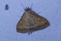 Ostrinia nubilalis