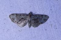 Pasiphila rectangulata
