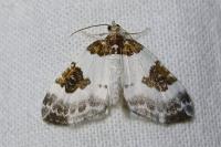 Plemyria rubiginata