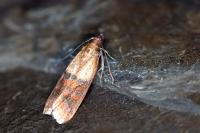 Plodia interpunctella
