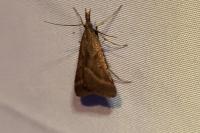 Synaphe punctalis