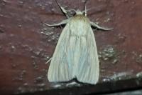 Mythimna pallens