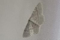 Asthena albulata