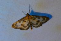 Anania hortulata