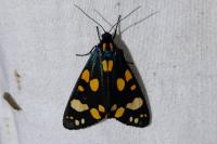 Callimorpha dominula