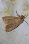 Mythimna pudorina