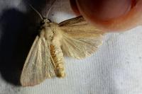 Mythimna pudorina