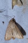 Mythimna pudorina