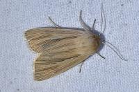 Mythimna impura