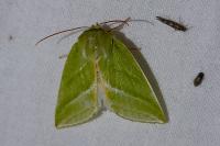 Pseudoips prasinanus