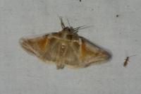 Habrosyne pyritoides