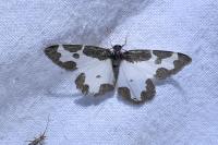 Lomaspilis marginata